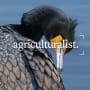 La générosité désintéressée des oiseaux marins